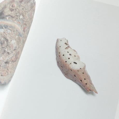SHELL READER by Nina Canell
