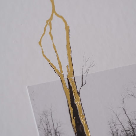 GIUSEPPE PENONE: THOUGHTS IN THE ROOTS / Giuseppe Penone
