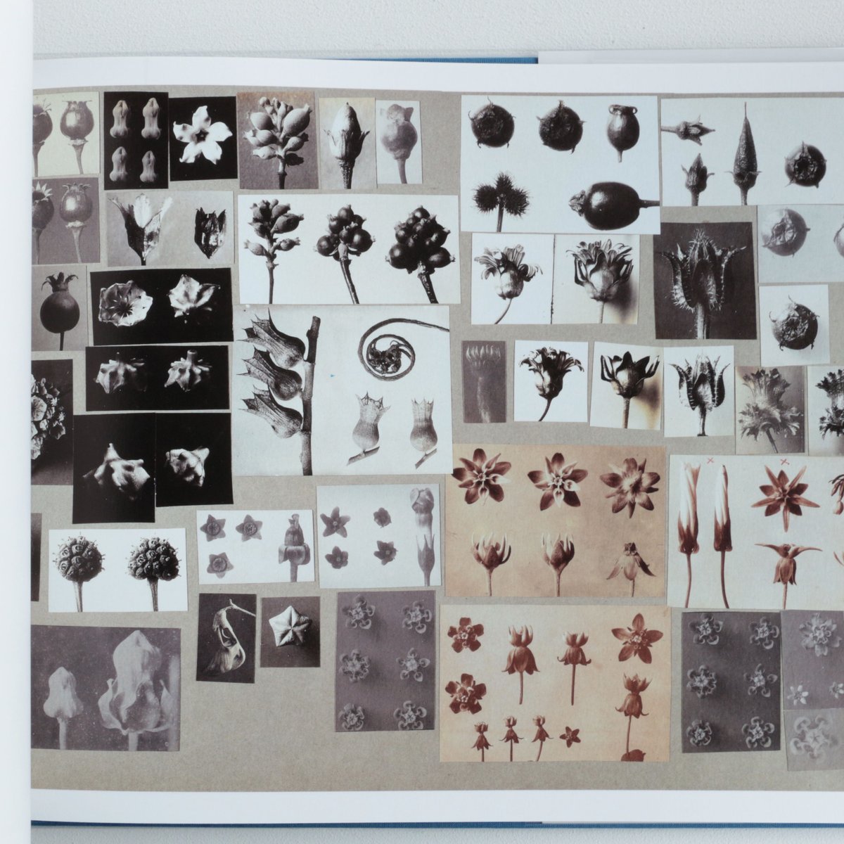 Karl Blossfeldt / Working Collages | archipelago
