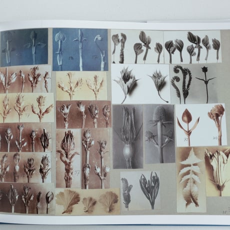 Karl Blossfeldt / Working Collages
