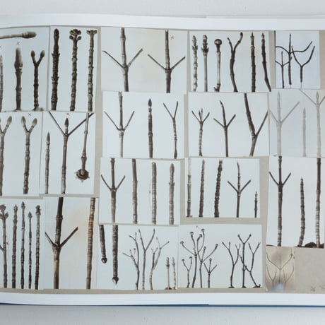 Karl Blossfeldt / Working Collages