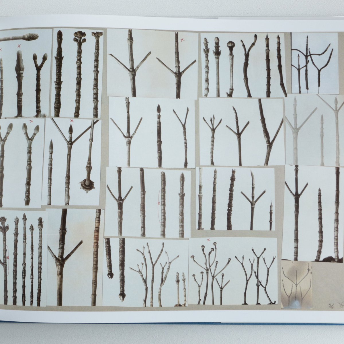 Karl Blossfeldt / Working Collages | archipelago