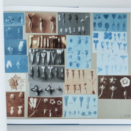 Karl Blossfeldt / Working Collages