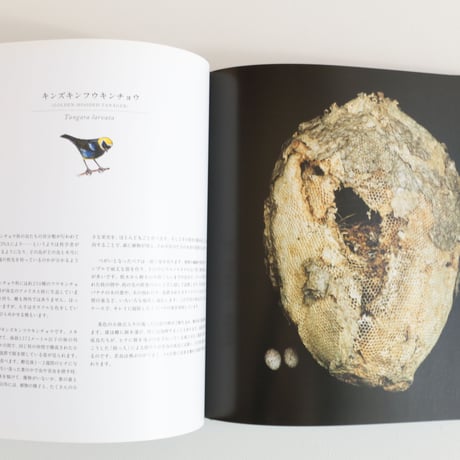 写真集 鳥の巣 50個の巣と、50種の鳥たち