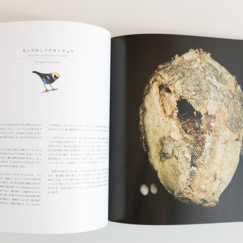 写真集 鳥の巣 50個の巣と、50種の鳥たち | archipelago