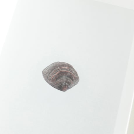 SHELL READER by Nina Canell