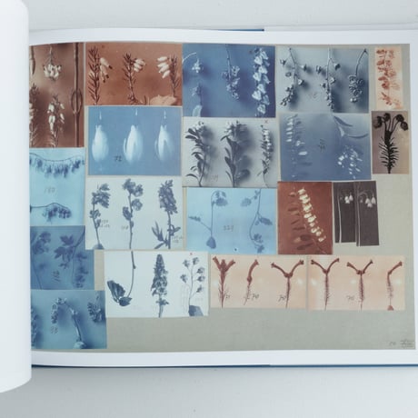Karl Blossfeldt / Working Collages