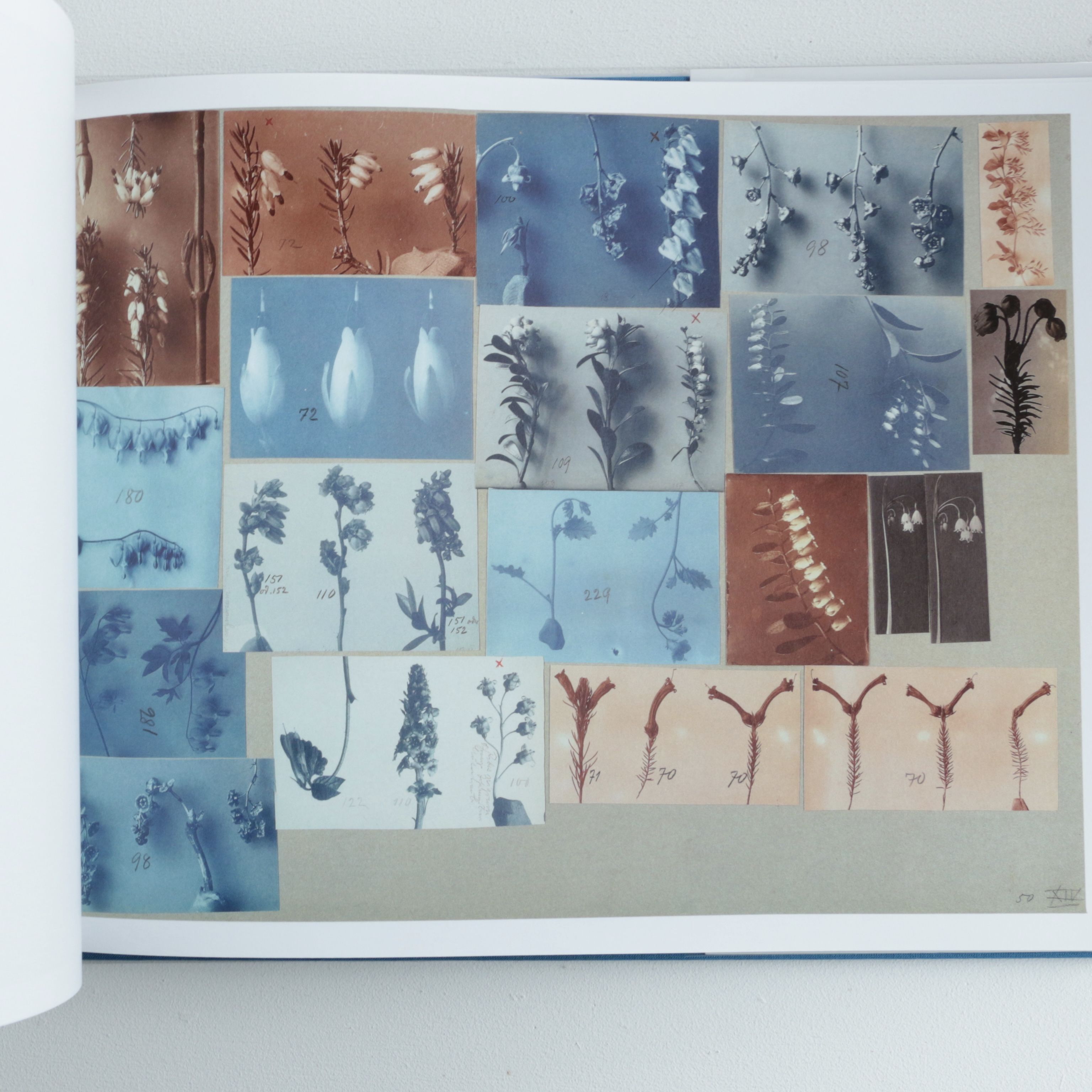 Karl Blossfeldt / Working Collages | archipelago