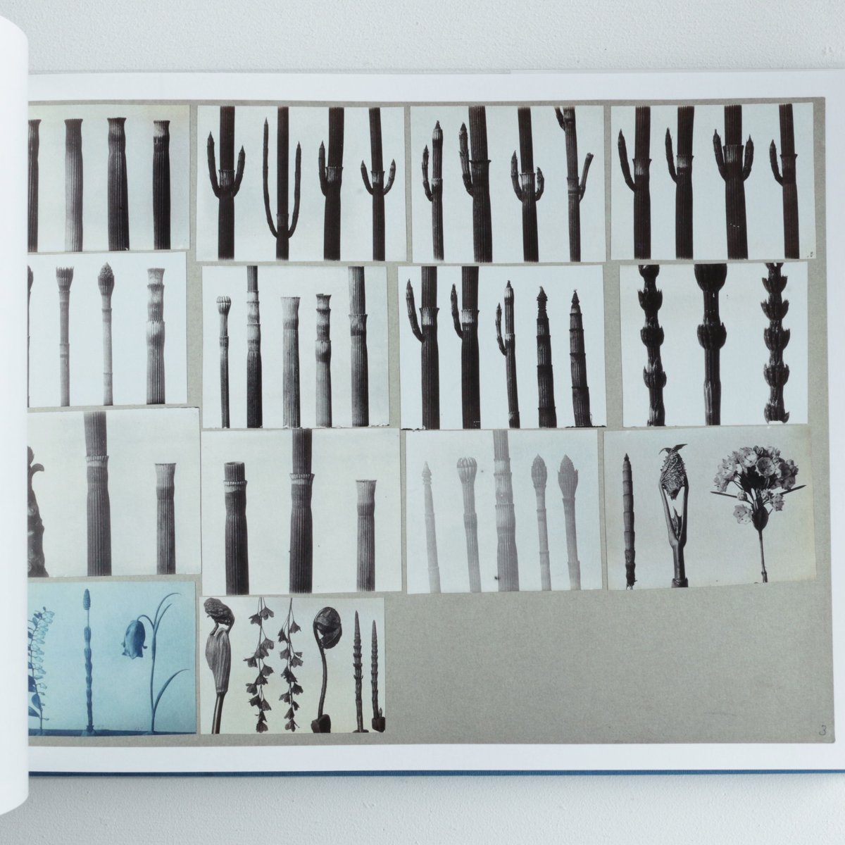 アート・デザイン・音楽 KARL BLOSSFELDT WORKING COLLAGES Karl Blossfeldt: Working Collages | Karl BLOSSFELDT, Ann