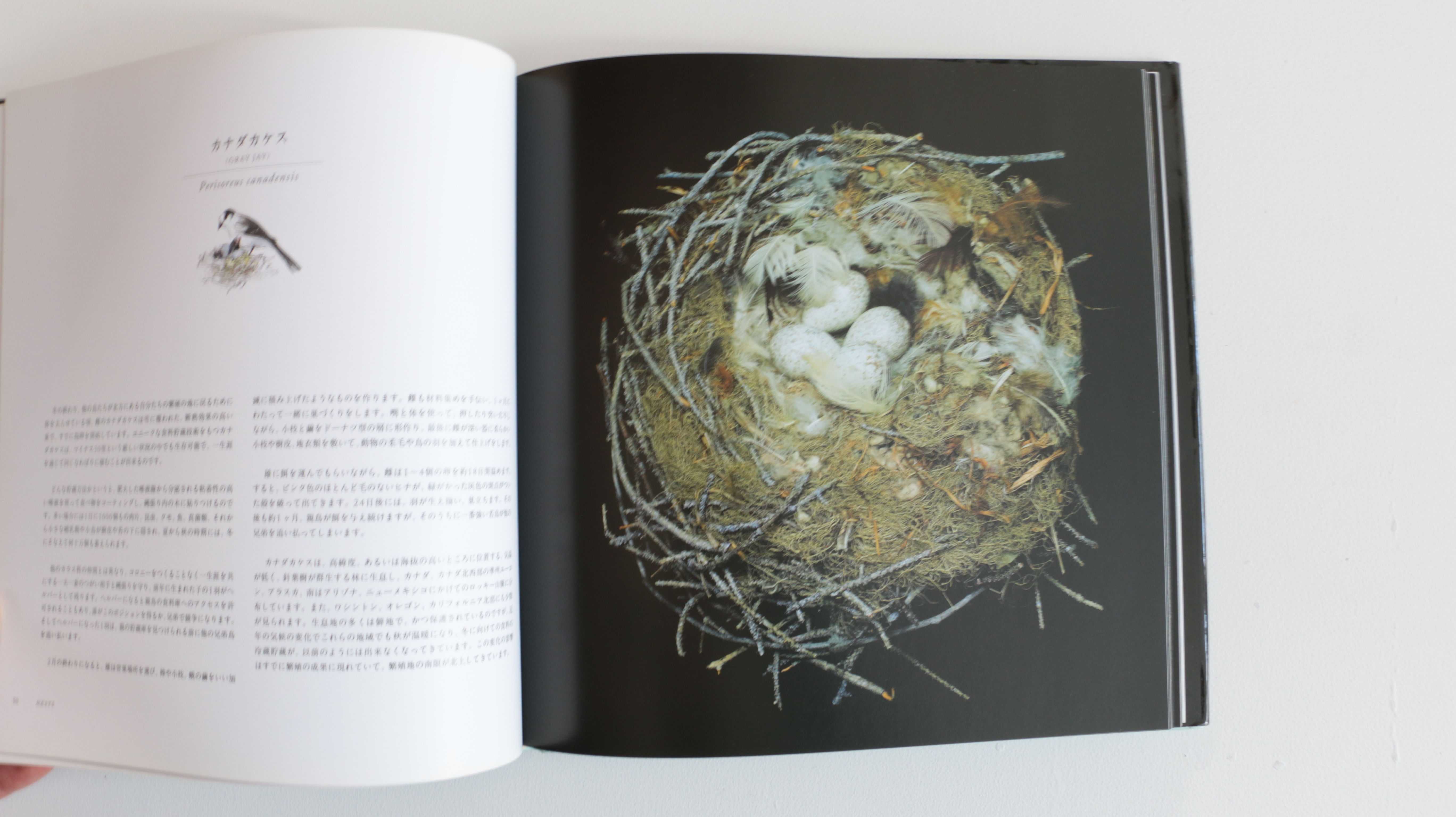 鳥の巣 50個の巣と、50種の鳥たち 写真集 写真集 鳥の巣 50個の巣と、50種の鳥たち | archipelago