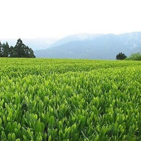 【完売】ラブ運上昇！理想のパートナーシップを実現する美龍愛茶（ティーバッグ）