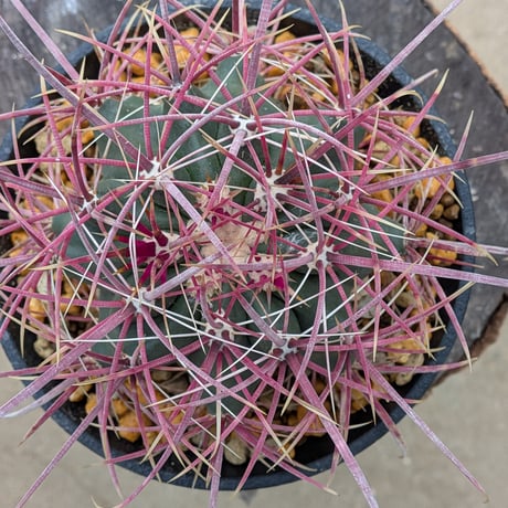 フェロカクタス・グラキリス Ferocactus gracilis
