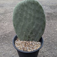 【露地植え可】ウチワサボテン 棘が少ないタイプ