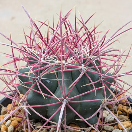 フェロカクタス・グラキリス Ferocactus gracilis
