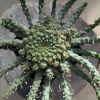 ユーフォルビア・ゴルゴニス Euphorbia gorgonis