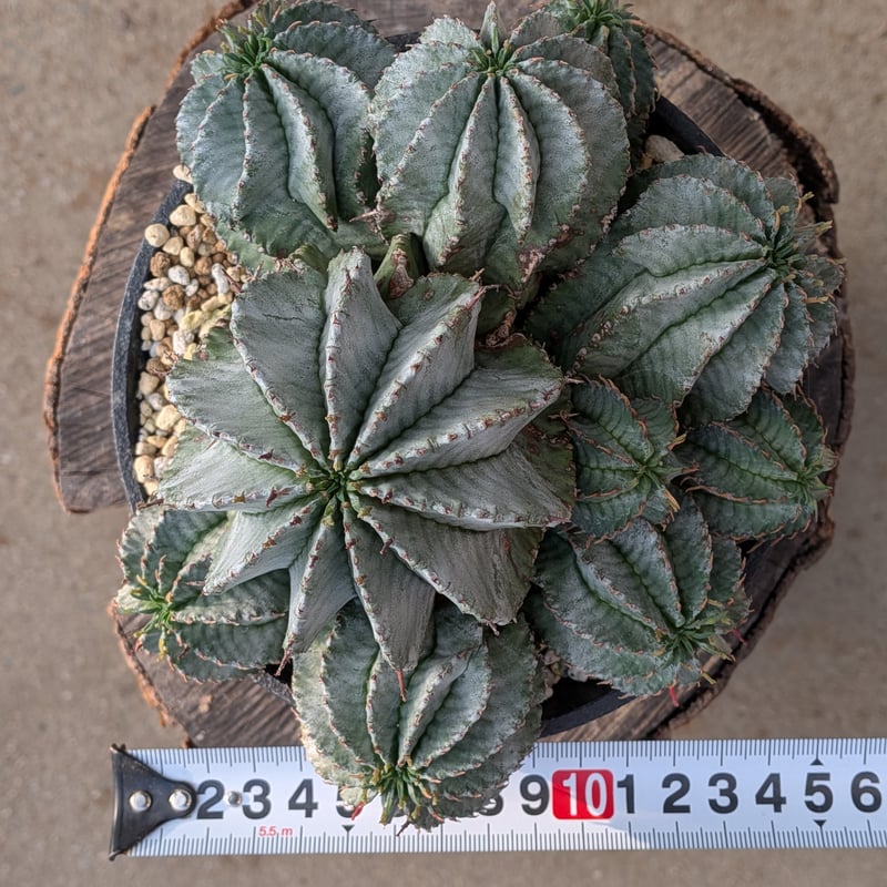 群生株 大 白肌系 ユーフォルビア・ホリダ Euphorbia horrida | メデル