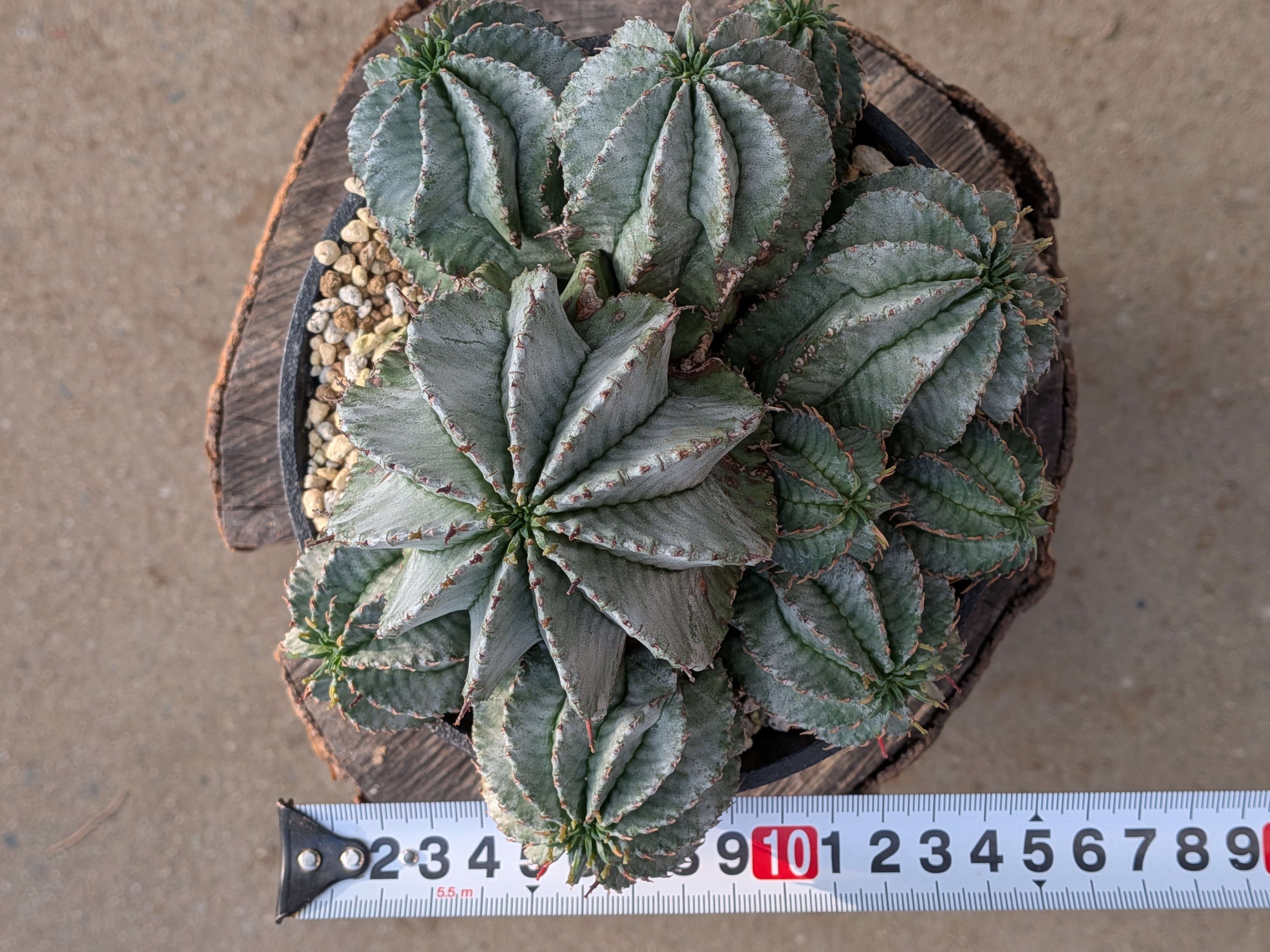 群生株 大 白肌系 ユーフォルビア・ホリダ Euphorbia horrida | メデル