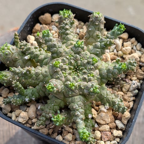 ユーフォルビア スプレッサ（最終値下げ） Euphorbia suppressa ． スプレッサたちも花咲かないかなあ