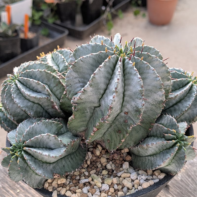 群生株 大 白肌系 ユーフォルビア・ホリダ Euphorbia horrida | メデル