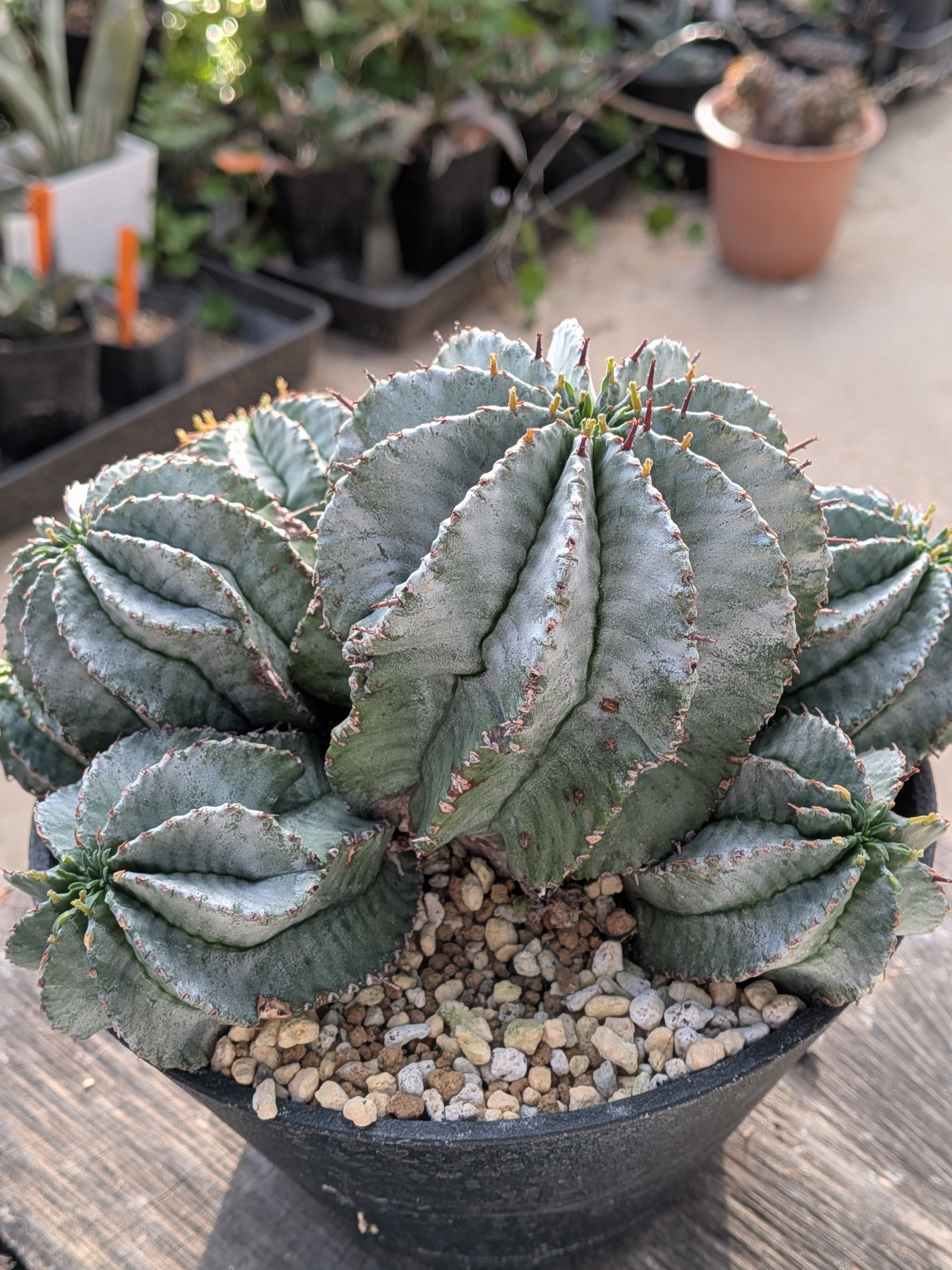 群生株 大 白肌系 ユーフォルビア・ホリダ Euphorbia horrida | メデル