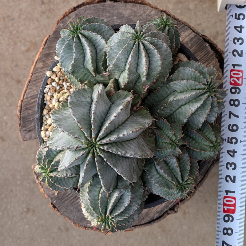 群生株 大 白肌系 ユーフォルビア・ホリダ Euphorbia horrida | メデル