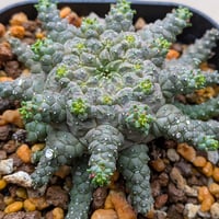 ユーフォルビア・ブレビラマ Euphorbia brevirama