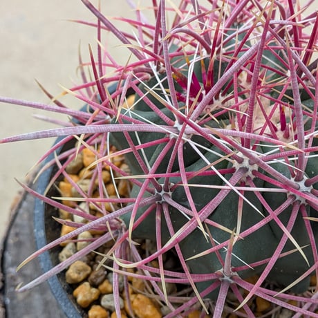 フェロカクタス・グラキリス Ferocactus gracilis