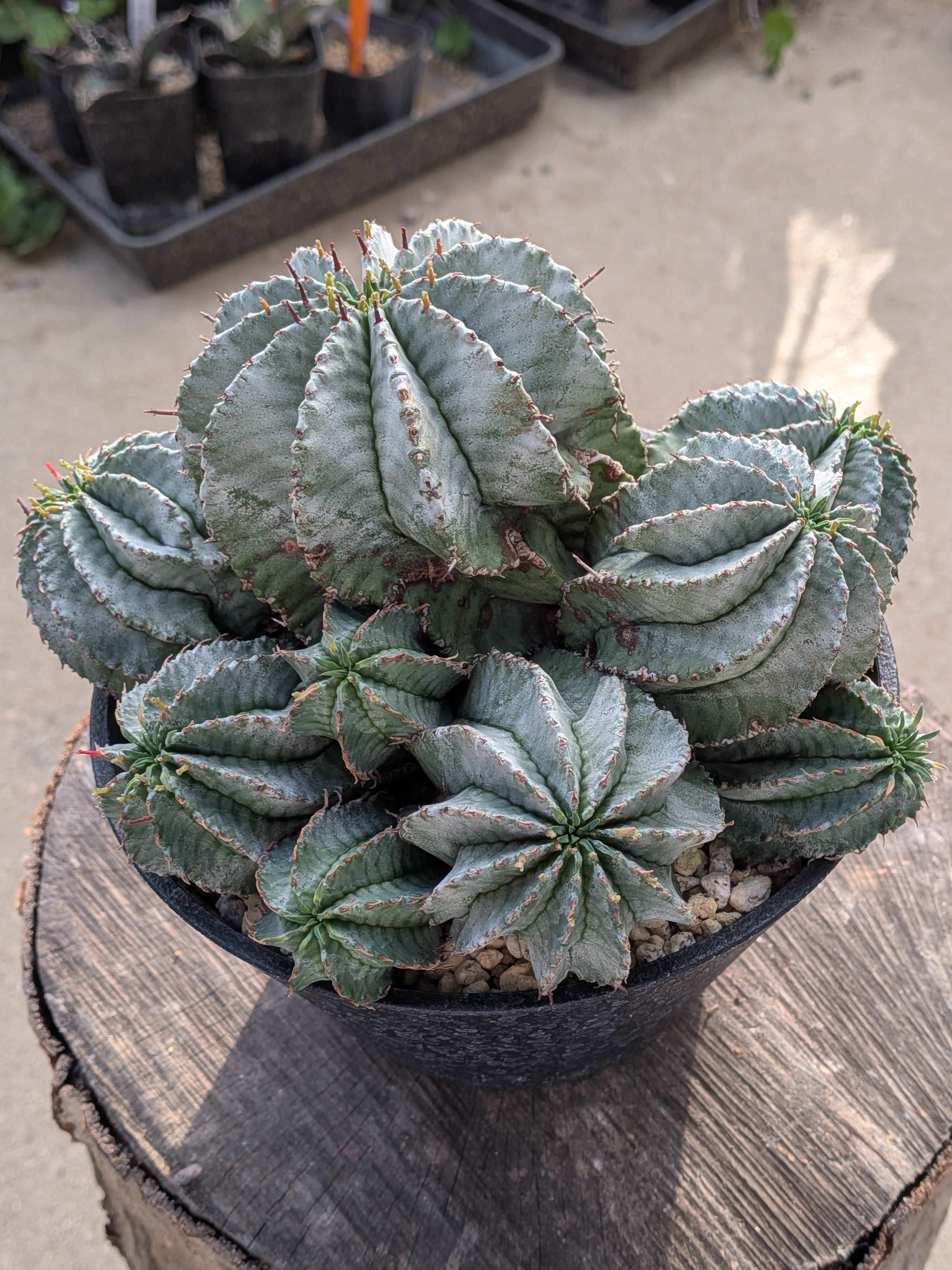 群生株 大 白肌系 ユーフォルビア・ホリダ Euphorbia horrida | メデル
