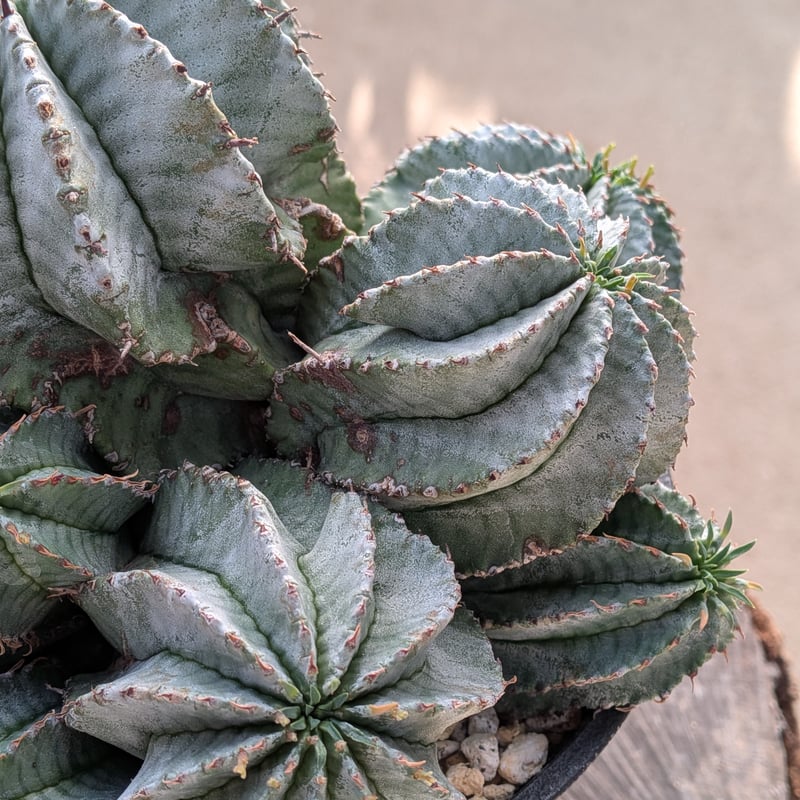群生株 大 白肌系 ユーフォルビア・ホリダ Euphorbia horrida | メデル
