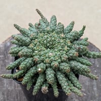 ユーフォルビア・ゴルゴニス Euphorbia gorgonis