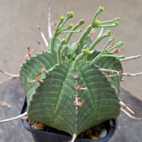 実生 ユーフォルビア・バリダ 雌株 Euphorbia valida