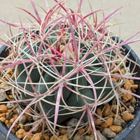 フェロカクタス・グラキリス Ferocactus gracilis