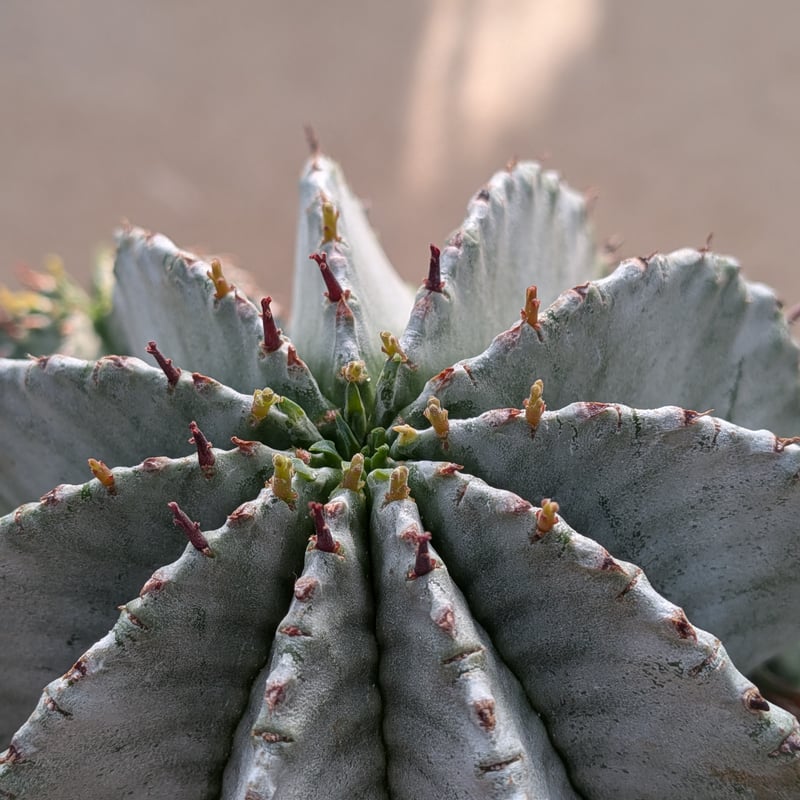 群生株 大 白肌系 ユーフォルビア・ホリダ Euphorbia horrida | メデル