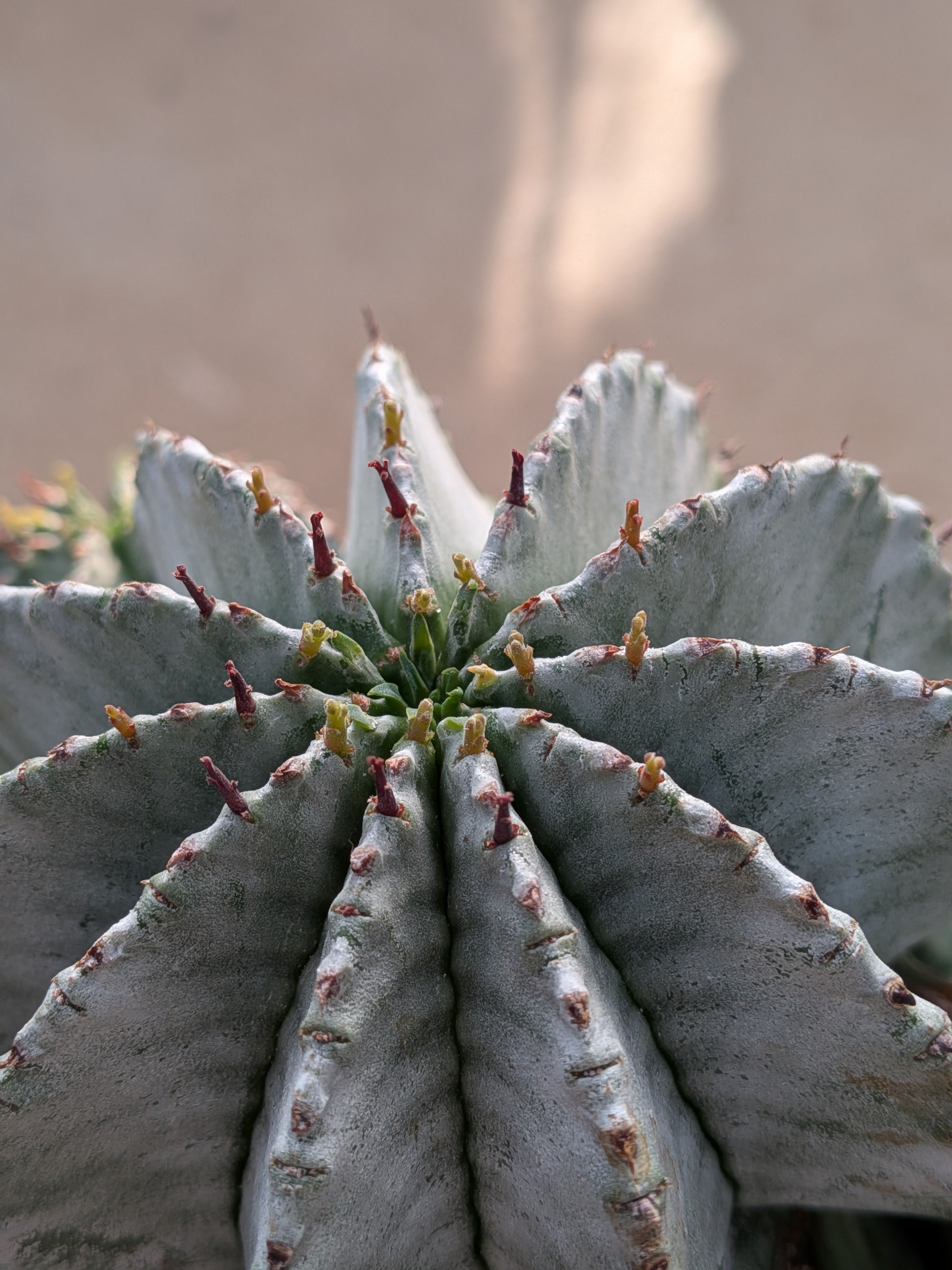 群生株 大 白肌系 ユーフォルビア・ホリダ Euphorbia horrida | メデル
