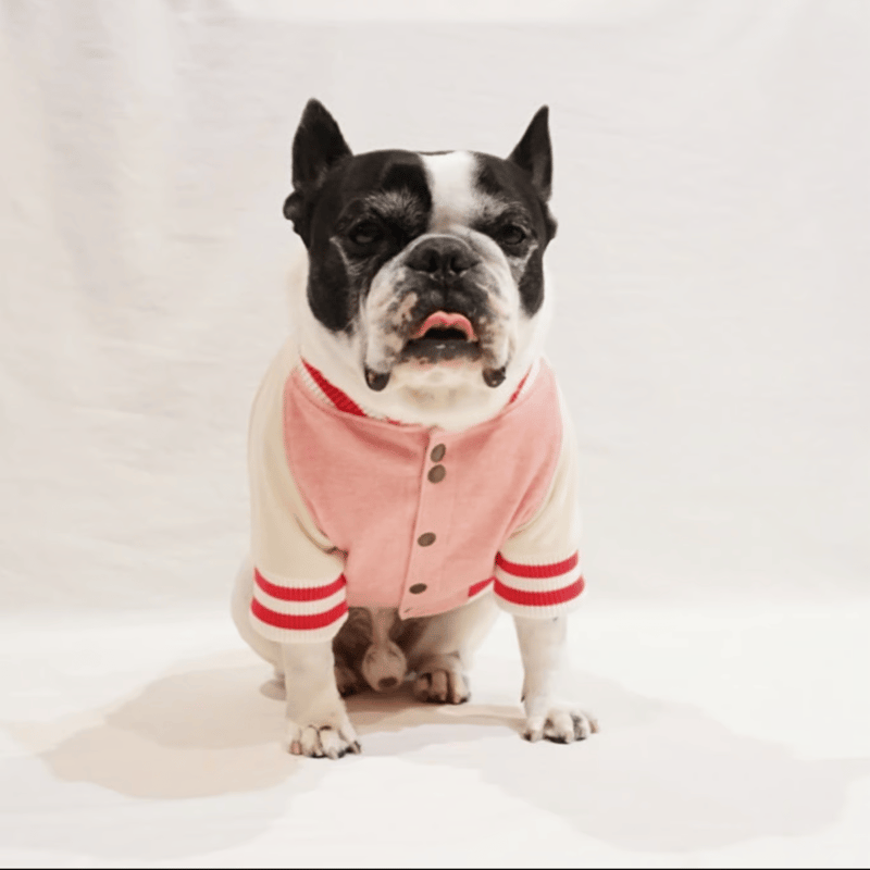 デニムスタジャン┊ピンク┊・・・フレブル服 | フレンチブルドッグ服