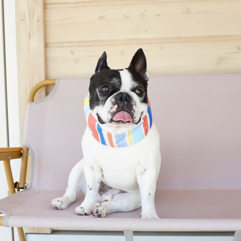 tititi犬服　クールベスト　クールネック tititi犬服 クールベスト クールネック