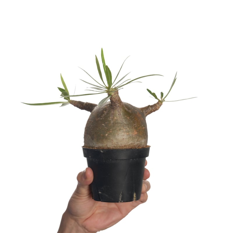 Pachypodium rosulatum var. gracilius 【発根済み】〈幹