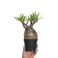 Pachypodium rosulatum var. gracilius   【発根済み】〈幹幅10.5cm〉