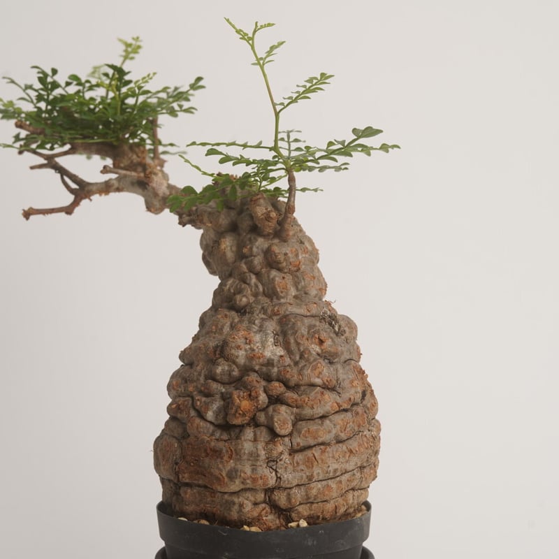 Operculicarya pachypus 【発根済み】〈幹幅9.3cm〉 | QSPLANT