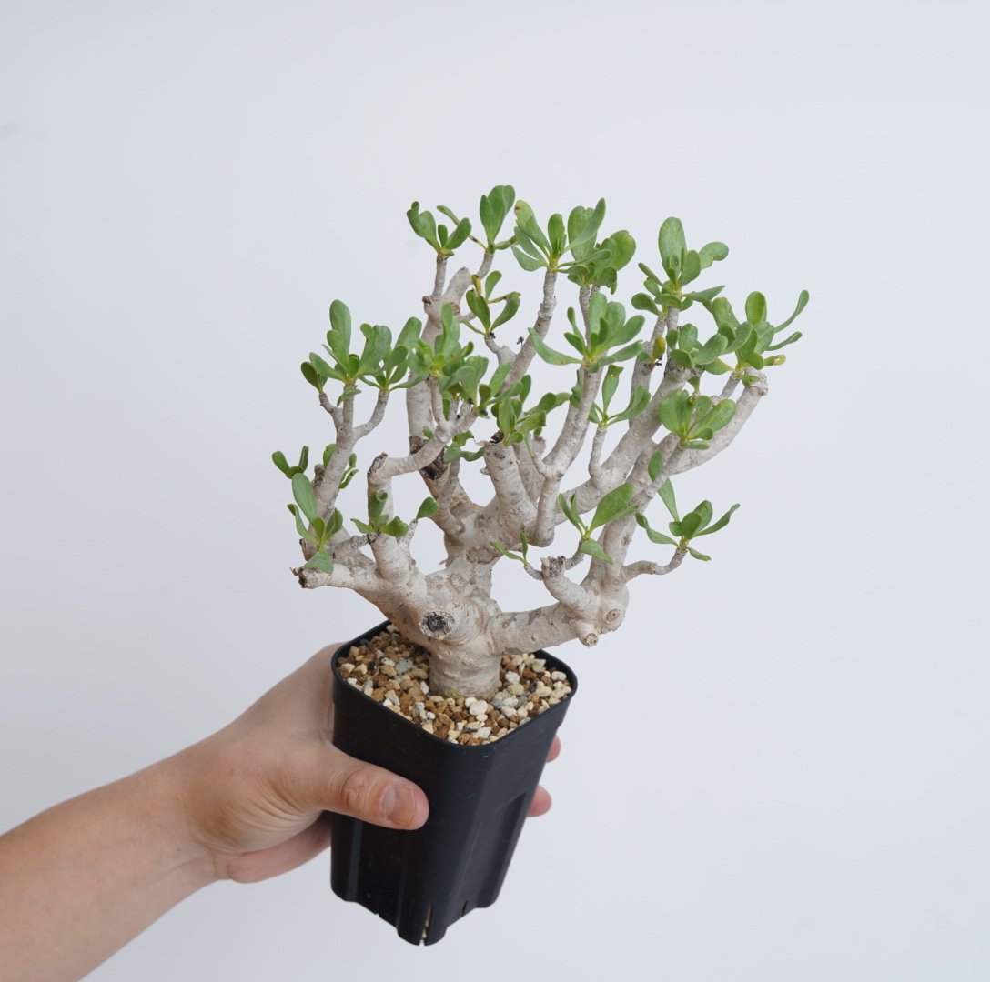 多肉植物 塊根植物オトンナ フルカタ Othonna furcata 冬型 fit=scale-down,w=1200