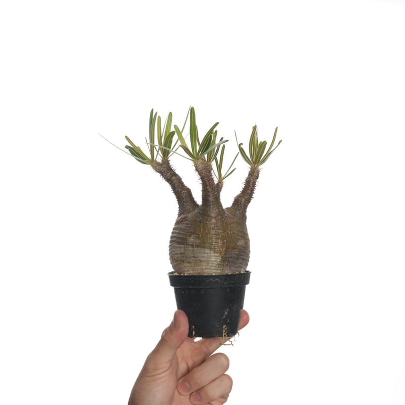 未開封PachypodiumGracilius Var.AUTUMNLEAVES 未開封PachypodiumGracilius Var.AUTUMNLEAVES 未開封