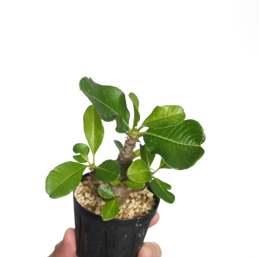 超希少 パキポディウム バロニー ダブルヘッド ツーヘッド 分頭 発根済 isla del pescado - Pachypodium baronii var. windsorii