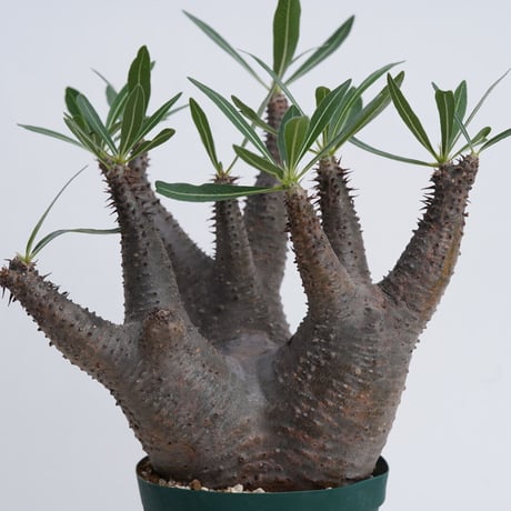 Pachypodium makayense〈幹幅11.5cm〉