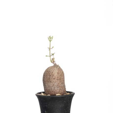 モンタグナッキー | STORES