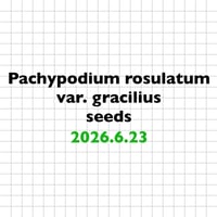 【6.23 採種】Pachypodium rosulatum var. gracilius 種子10粒/30粒/100粒