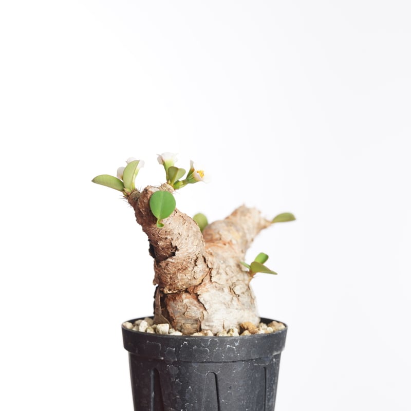 Euphorbia itremensis 【発根済み】〈幹幅4.2cm〉 | QSPLANT