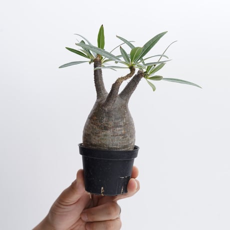 Pachypodium rosulatum var. gracilius   【発根済み】〈幹幅6.4cm〉