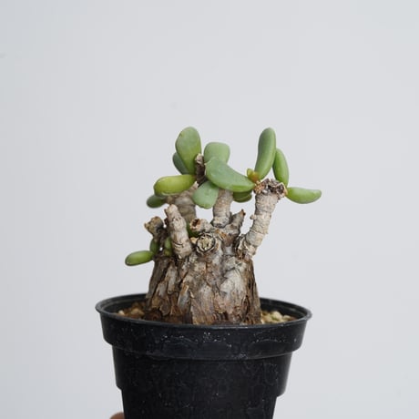 Ceraria pygmaea   【発根済み】〈幹幅3.4cm〉