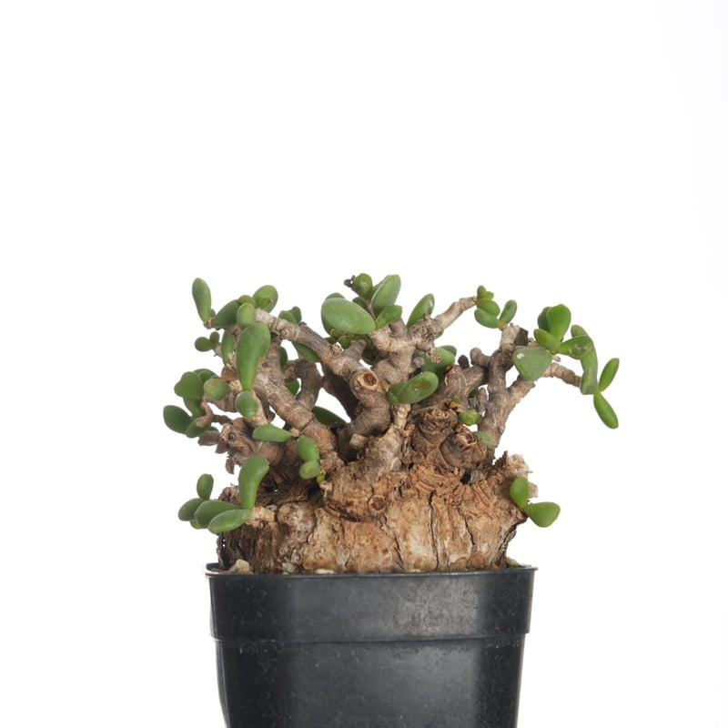 Ceraria pygmaea 【発根済み】〈幹幅7.2cm〉 | QS PLANT