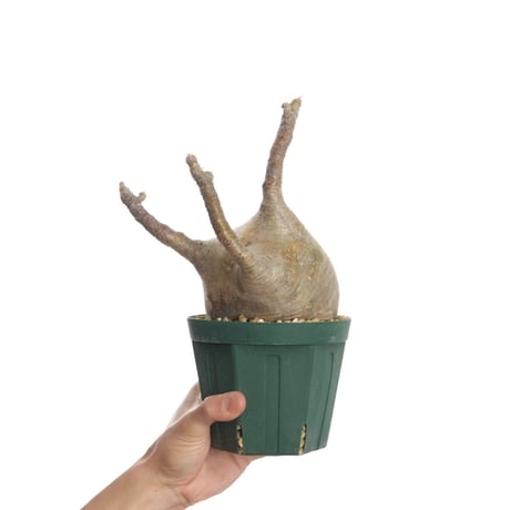 Pachypodium rosulatum var. gracilius   【発根済み】〈幹幅11.5cm〉